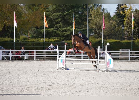 Other Warmbloods, Mare, 5 years, 17 hh, Brown