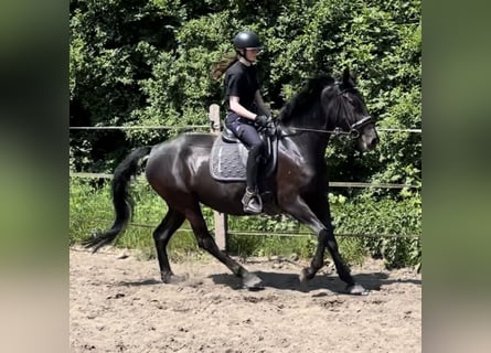 Other Warmbloods, Mare, 6 years, 15.1 hh, Black