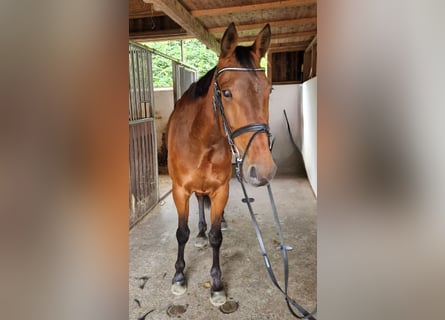 Other Warmbloods, Mare, 6 years, 16 hh, Brown