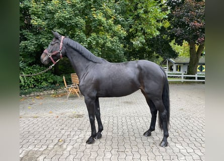 Other Warmbloods, Mare, 6 years, 16,2 hh, Black