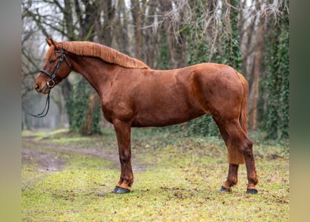 Other Warmbloods, Mare, 7 years, 15,2 hh, Chestnut-Red