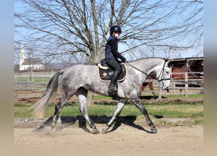 Other Warmbloods, Mare, 7 years, 16.1 hh, Gray