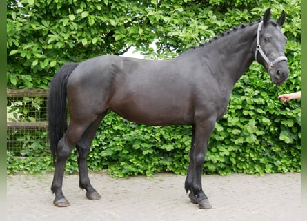 Other Warmbloods, Mare, 7 years, 16 hh