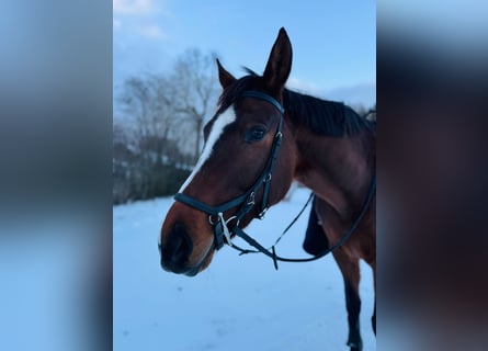 Other Warmbloods, Mare, 7 years, 16 hh