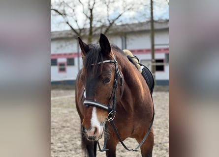 Other Warmbloods, Mare, 8 years, 15.1 hh, Brown