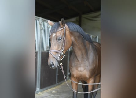 Other Warmbloods, Mare, 8 years, 15.3 hh, Brown