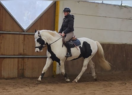 Other Warmbloods, Mare, 8 years, 15,1 hh, Pinto