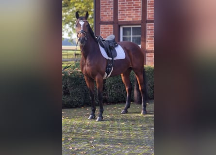 Other Warmbloods, Mare, 8 years, 16 hh, Brown