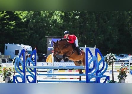 Other Warmbloods, Mare, 8 years, 16 hh