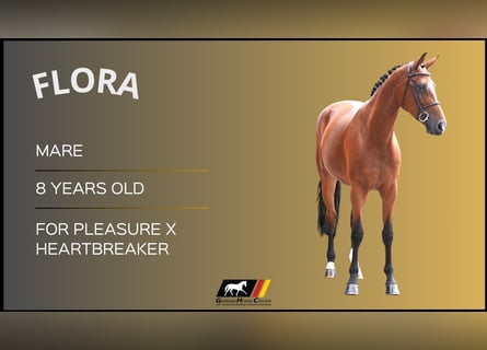 Other Warmbloods, Mare, 8 years, Brown