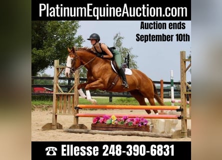 Other Warmbloods, Mare, 9 years, 15.2 hh, Chestnut
