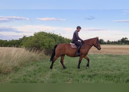 Other Warmbloods, Mare, 9 years, 15,2 hh