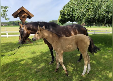 Other Warmbloods, Mare, 9 years, 16 hh, Bay-Dark