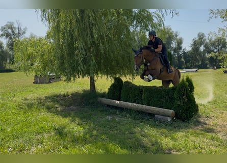 Other Warmbloods, Mare, 9 years, 17 hh, Brown