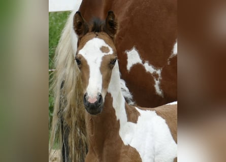 Other Warmbloods, Mare, , 15.3 hh, Pinto