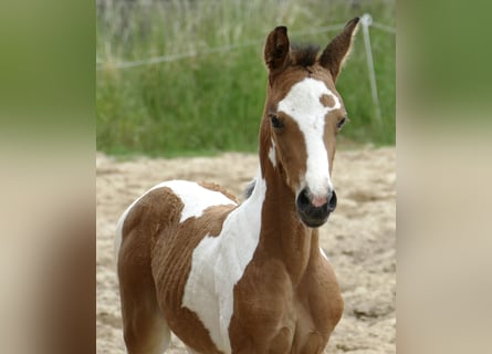 Other Warmbloods, Mare, , 15,3 hh, Pinto