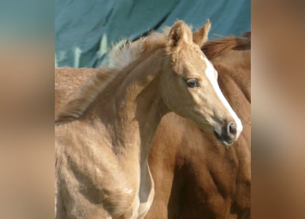 Other Warmbloods, Mare, Foal (02/2026), 16.1 hh, Palomino