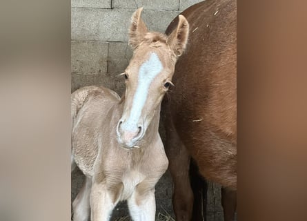 Other Warmbloods, Mare, Foal (02/2026), 16.1 hh, Palomino