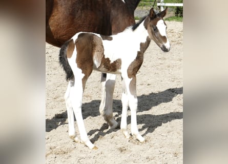 Other Warmbloods, Mare, Foal (04/2023), 16.2 hh, Pinto