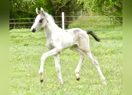 Other Warmbloods, Mare, Foal (04/2024), 16.2 hh, Pinto