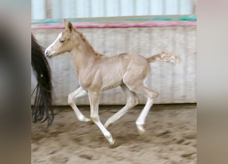 Other Warmbloods, Mare, Foal (02/2026), 16,1 hh, Palomino