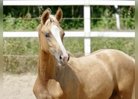 Other Warmbloods, Mare, , 16,1 hh, Palomino