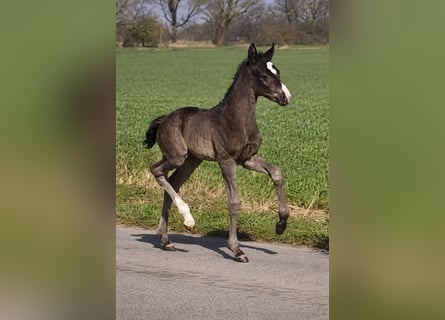 Other Warmbloods, Mare, Foal (03/2026), 16,2 hh, Black