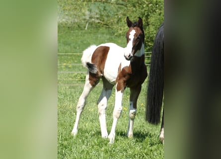 Other Warmbloods, Mare, , 16,2 hh, Pinto