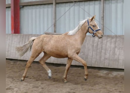 Other Warmbloods, Stallion, 1 year, 16.1 hh, Palomino