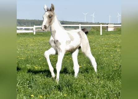 Other Warmbloods, Stallion, 1 year, 16.2 hh, Pinto