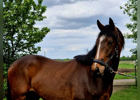 Other Warmbloods, Stallion, 2 years, 16.2 hh, Brown