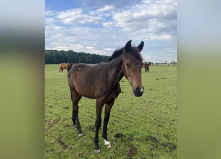 Other Warmbloods, Stallion, 2 years, 16,2 hh, Brown
