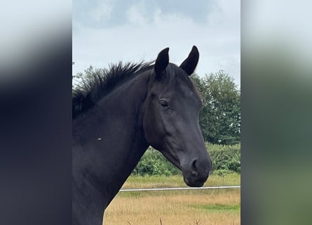 Other Warmbloods, Stallion, 3 years, 15.2 hh, Black