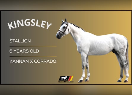 Other Warmbloods, Stallion, 6 years, 16,2 hh, Gray
