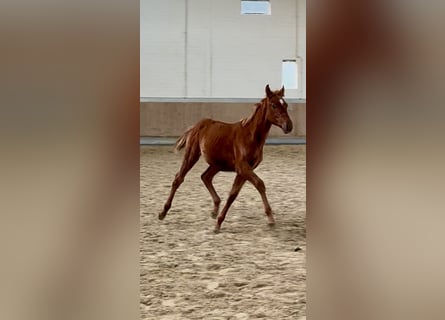 Other Warmbloods, Stallion, Foal (04/2025), 16.1 hh, Chestnut-Red