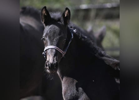 Other Warmbloods, Stallion, Foal (02/2026), 16.2 hh, Black
