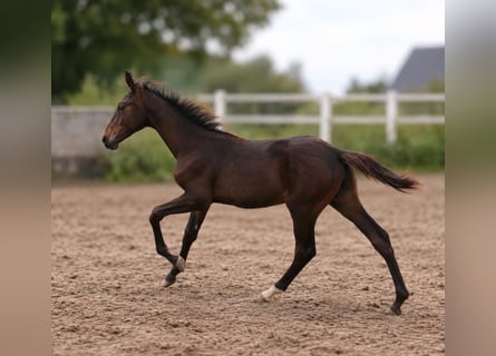 Other Warmbloods, Stallion, Foal (04/2026), 16.2 hh, Smoky-Black