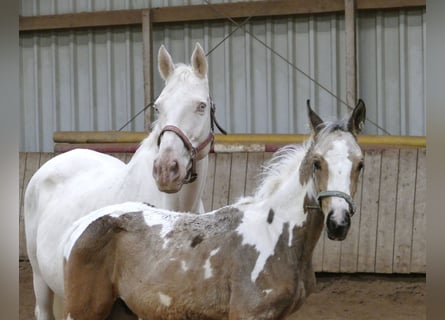 Other Warmbloods, Stallion, Foal (05/2025), 16,1 hh, Pinto
