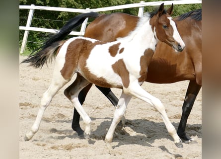 Other Warmbloods, Stallion, , 16,1 hh, Pinto
