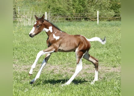 Other Warmbloods, Stallion, , 16,1 hh, Pinto