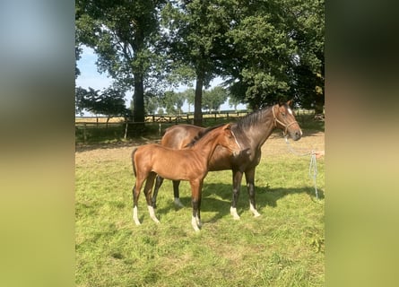 Other Warmbloods, Stallion, Foal (03/2024), Brown