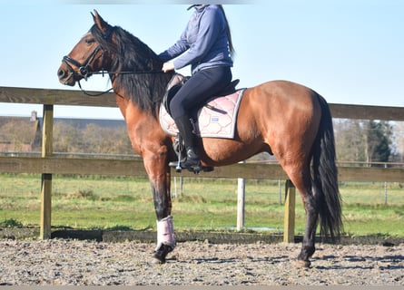 Otras razas, Caballo castrado, 10 años, 157 cm, Castaño