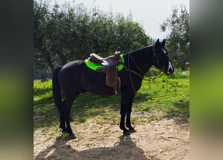 Otras razas, Caballo castrado, 11 años, 155 cm, Negro