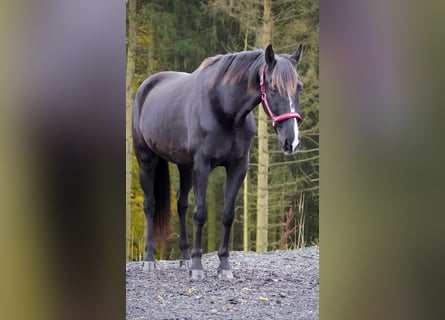 Otras razas, Caballo castrado, 11 años, 160 cm, Negro