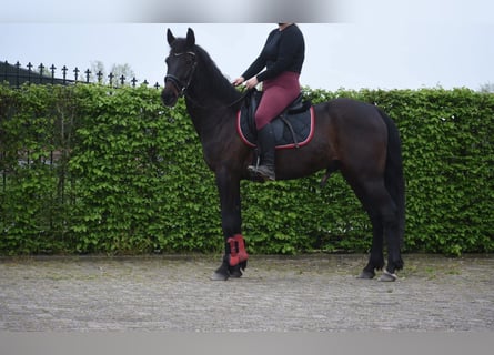 Otras razas, Caballo castrado, 11 años, 161 cm, Castaño oscuro