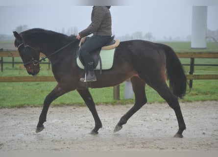 Otras razas, Caballo castrado, 11 años, 162 cm, Castaño oscuro