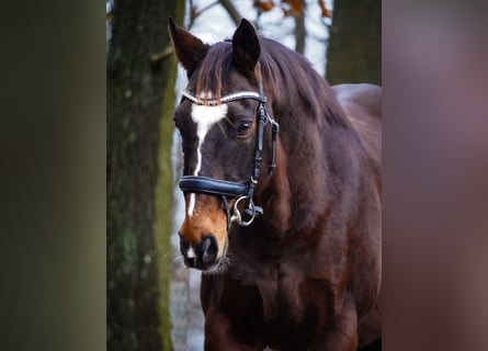 Otras razas, Caballo castrado, 11 años, 164 cm, Castaño