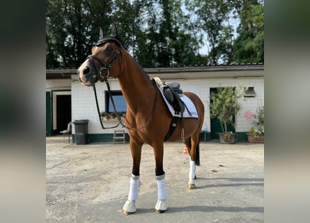 Otras razas, Caballo castrado, 13 años, 148 cm, Castaño