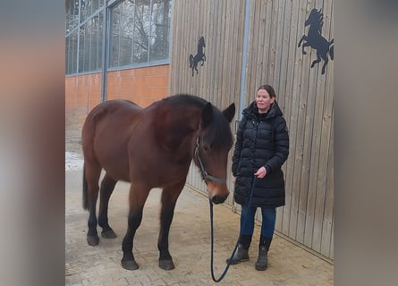 Otras razas, Caballo castrado, 13 años, 158 cm, Castaño