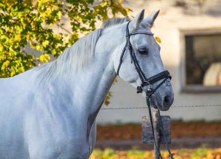 Otras razas, Caballo castrado, 13 años, 163 cm